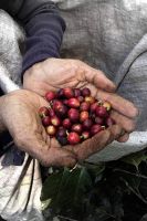 farmer_hands